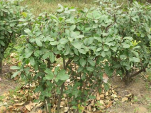 ʯ��ٵĹ�Ч������