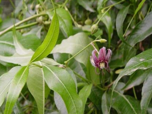 ���Ƥ�Ĺ�Ч������