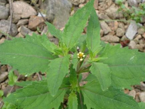 �gݲ�ݵĹ�Ч������