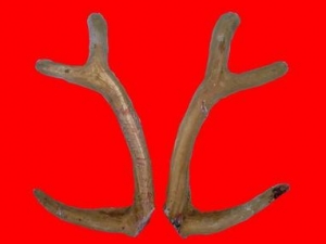 ����¹����ɷ���ʳ�ã�