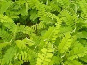 ���ǲݵĹ�Ч