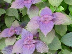 ����Ҷ�Ĺ�Ч������