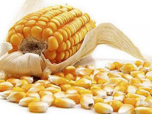 �����뾫�׵Ľ�����