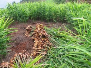 ����Ҳ���β�����ô���á�