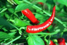 ����������������ζ��