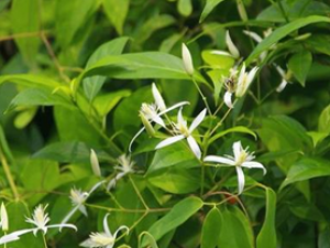 �ʲ�����ҩ�����е�����