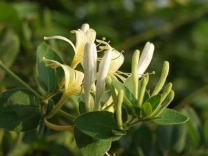 ������ҩ���β�ԭ��