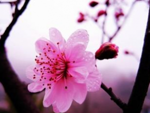 ÷����ҩ�ü�ֵ