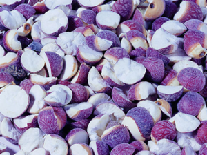 ������ѡ��̥��ҩ��