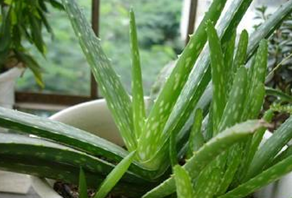 ����«������ҶƬҪ����