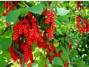 ��ζ�Ӷ�������ϵͳ����