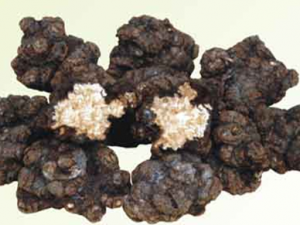 ���귢���Ե���ʯ����������������