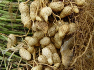 ��ҩ������������Ѫ������