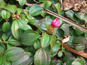 �в�ҩ����:��ǌ(��Ŀ:Ұĵ����)