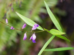 Զ־(Զ־�Ʋݱ�����)�Ĺ�Ч������