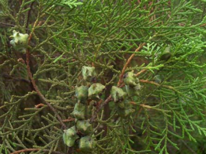 ������(�ؿ���ľ��������)�Ĺ�Ч������