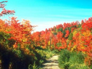 ����ƽ�� ������ �����̲�