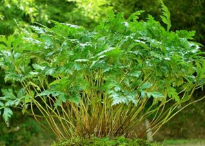 ��������ʧ�� ��Ѫѹ�û���