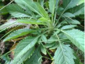 �ܽ������ʺ���ʹ����