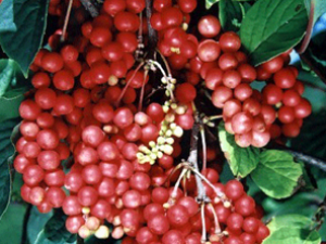 ��ҩ�������ϱ���ζ�ӵļ���