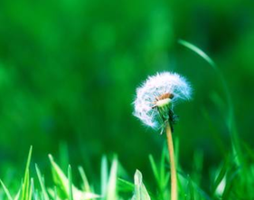 �ѹ�Ӣ����ҩ��ġ������ء�