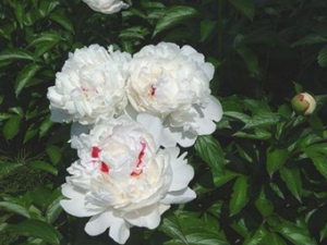 ���������� �����ӻ�˥������Ƥ��