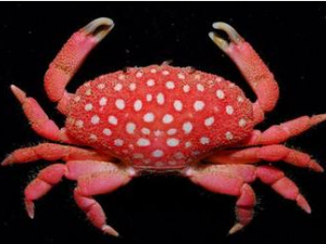 �з����Ƣθ�麮���з纮��ð�����ٳ�