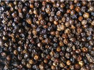 ������Ҷ�νų� �Ե���ҶȥͷƤм