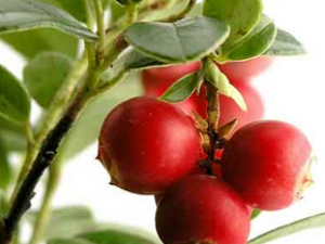 8��ʳ��Ĺ�Ч������