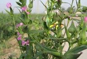 �����о�ǰ�����׳��õ���ҩ����