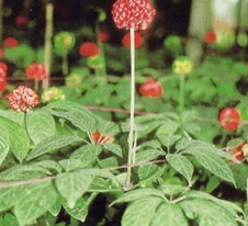 �ݱ�ֲ�����ߵĹ�Ч������