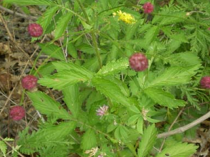 ��ҩ��ȫ֮Ǿޱ��ֲ�����