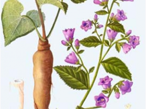 �������ݱ�ֲ����ɳ��