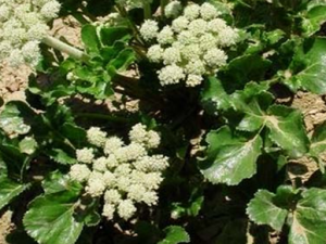 �ݱ�ֲ��ɺ���˵Ĺ�Ч������