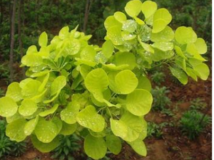 ���Ӹ��Ĺ�Ч������