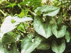 ��ϸ���Ĺ�Ч������