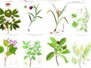 ��ҩ��������С������