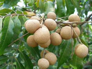 ������Ĺ�Ч������