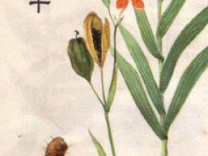 �ݱ�ֲ����ɵĹ�Ч������