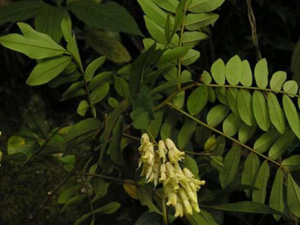 �ϳ�����ҩɽ�����Ĺ�Ч������