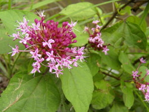 �в�ҩ���� ������ ��Ŀ ���޲ݿ�