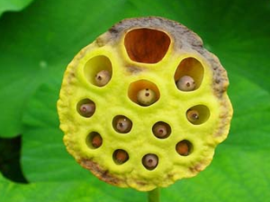 ˯����ˮ��ֲ�����Ӹ���