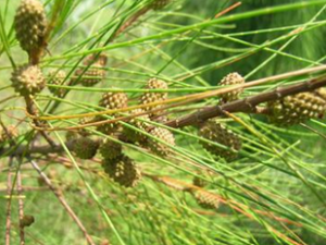 ����������̫���з���