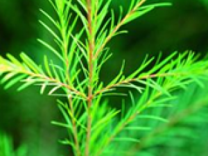 ����Ҫ����12��ɱ�����õ���ҩ