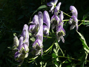 ����ζ��ҩ����ʱҪע��