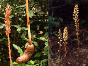 ���ú��������ҩ��ʱҪע��