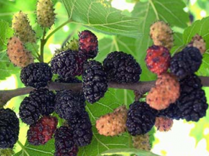 ɣ���Ϊɣ����ľֲ��ɣ���Ĺ���