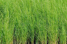 ��ҩ������Ӧ������ԭ��