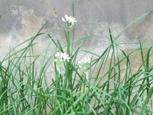 ������ҩ�²��ӵĹ�Ч