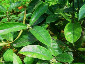 �ϳ�����ҩ����������